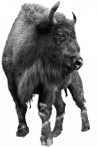 Tested goods bull (logo) image