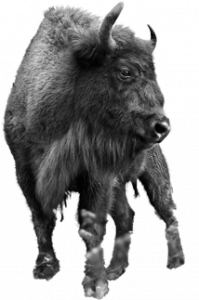 Tested goods bull (logo) image